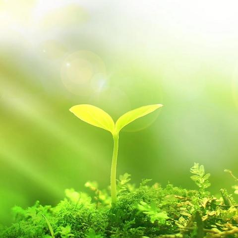 匠心筑梦启新程，携手同行育桃李——“向阳耘梦”小学名班主任工作室启动会