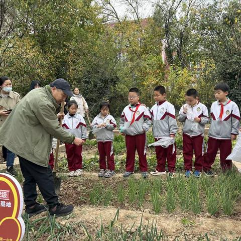 金秋时节，收获喜悦——东营市胜利第一小学2022级3班“启耕园”种植活动