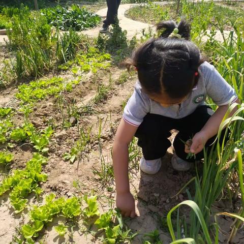 【课程故事】🌿“植”此绿清🧡润泽童心🌿——狮子楼街道中心幼儿园大四班活动分享