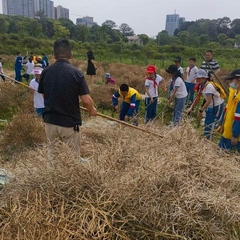 花香变油香    农场收割忙