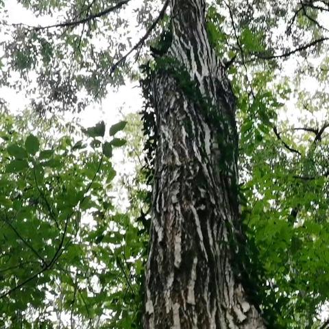 东方爱幼幼儿园秋季研学活动