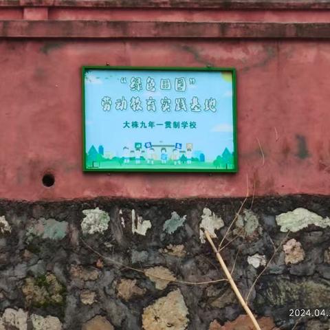 劳动最光荣   实践出真知 ——大株九年一贯制学校劳动实践活动