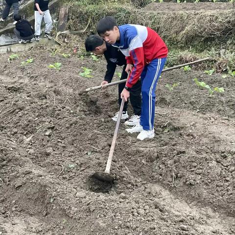 劳动最光荣   实践出真知 ——大株九年一贯制学校学生学科素养之劳动教育实践活动