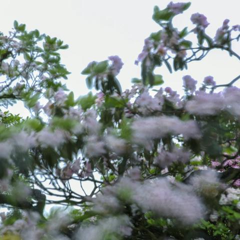 树欲静而花不止