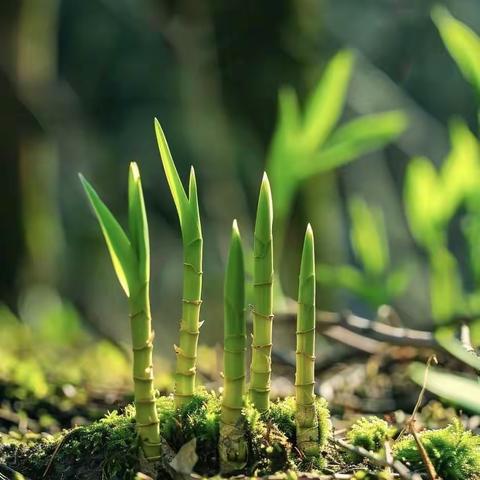 主题一：《植物乐园》
