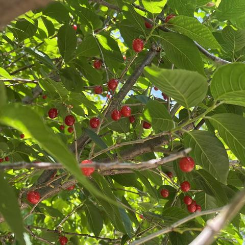 🍒正当时   5.16留念