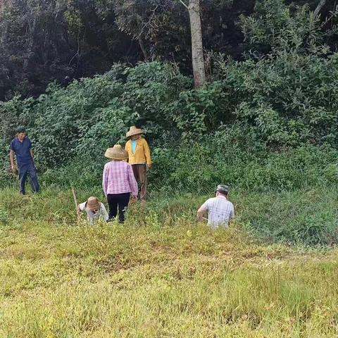 龙北村委会清理农田沟渠，优化人居环境。