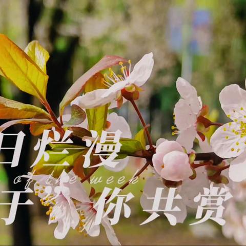 春暖花开“于”你共赏