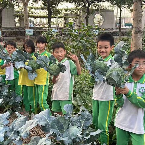 种劳动的种子，开收获的花——学习积分换菜活动