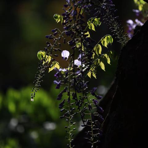 罡紫滕花