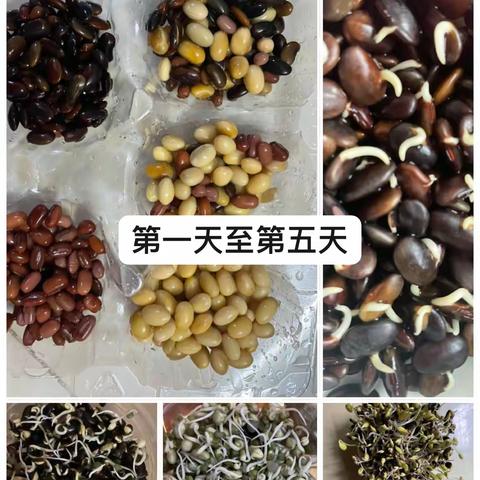 黄豆、黑豆、红豆、绿豆观察