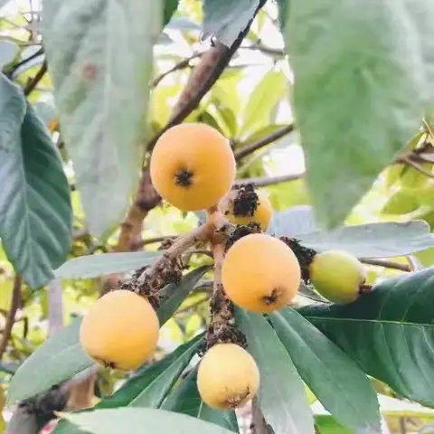 枇杷熟了