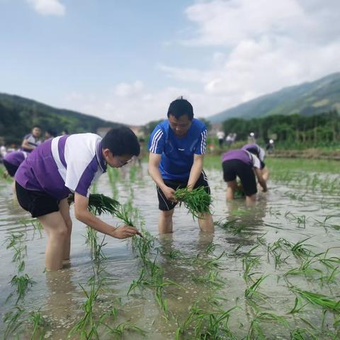 【劳动教育】紫京学子走进田园 体验农耕文化