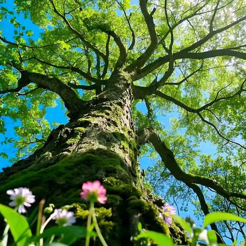 三门峡新时代精英学校三（1）班第八周周报