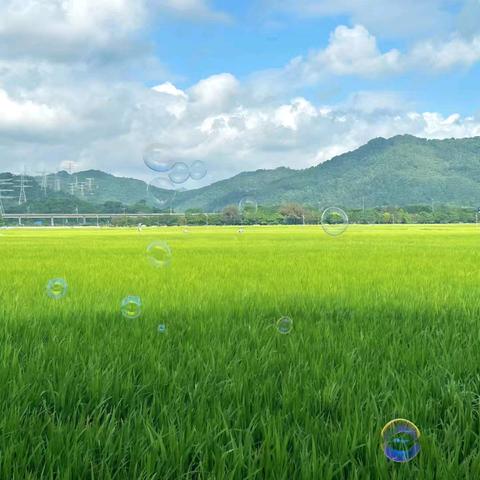 三门峡新时代精英学校三（1）班第十八周周报