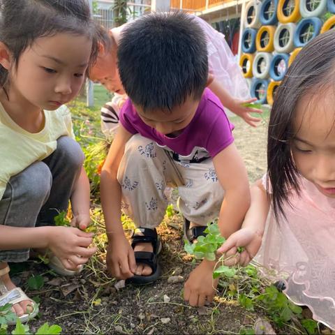 《🌱播种希望、收获快乐》种植园体验活动—— 育才幼儿园（德一班）