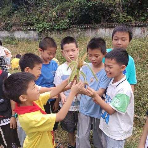 菁芜洲镇中心小学劳动实践之 “劳动砺心志，实践促成长”