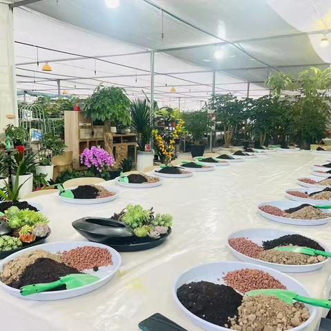 亲子活动｜多肉组合盆栽制作活动-幸福成长营第156期公益活动