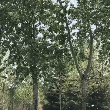 【曹小宣·理响大曹】四月飘“雪”已至， 警惕杨柳絮火灾风险