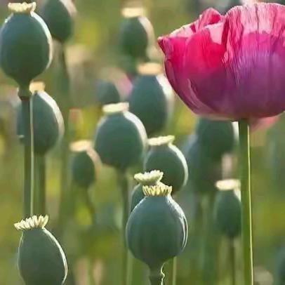 【曹小宣·理响大曹】罂粟不是菜，不能“当菜吃”，种一株也违法！