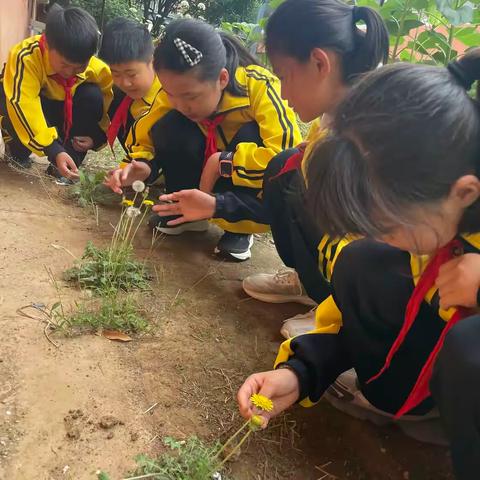 阅本草书香，植青绿童心 ——光明路小学四（5）班、四（6）班家委会活动