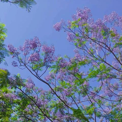 初夏蓝花楹，装满沙坪坝的热情