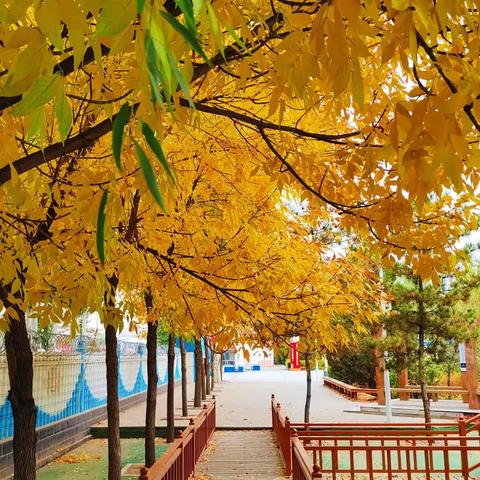 遇见美好，邂逅深秋——达拉特旗蒙古族学校（实验小学东校区）树叶有“话”说创意美术活动