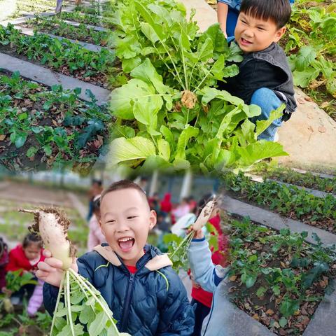 【我们的故事】赴一场秋的约会之拔萝卜体验活动（香河二幼）