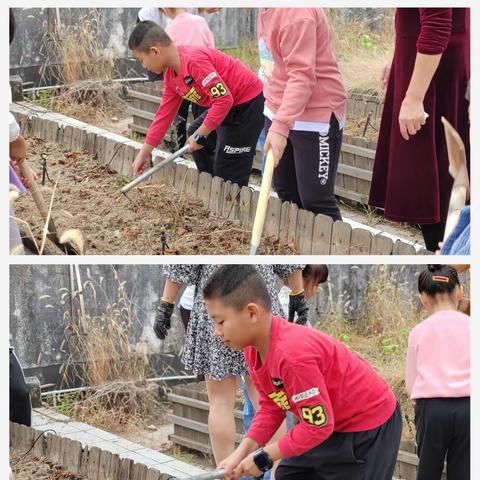 趣种植 爱劳动----三明市实验小学四年（1）班劳动实践活动