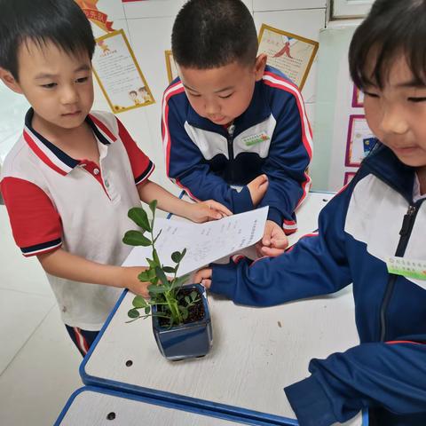 我的植物长大了