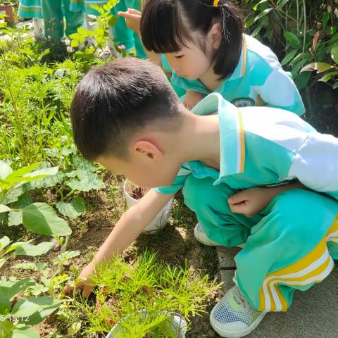 鸠江北路幼儿园小一班班本课程——《“蚂蚁”大奥秘》