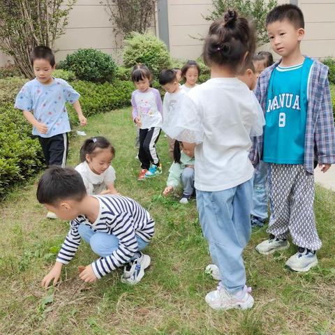 中一班班本课程《玩转树叶》