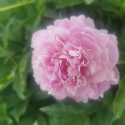 五一来滏阳公园，共赴芍药月季的春日之约