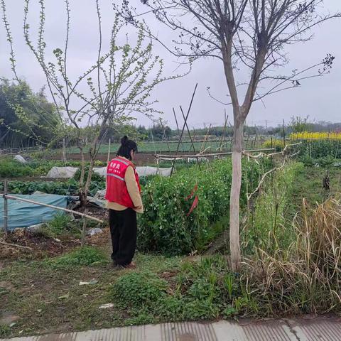 禁种铲毒踏查
