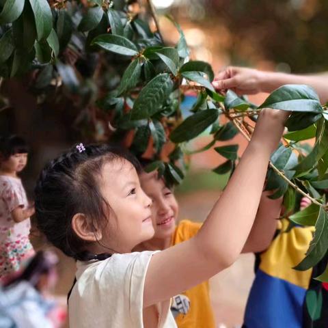 千喜龙庭幼儿园剑桥一班——桂花飘香