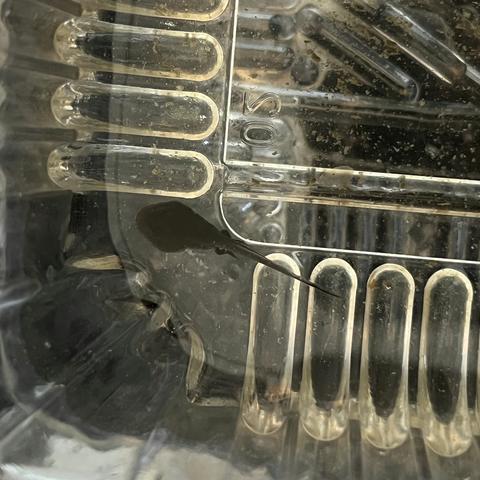 小蝌蚪观察日记