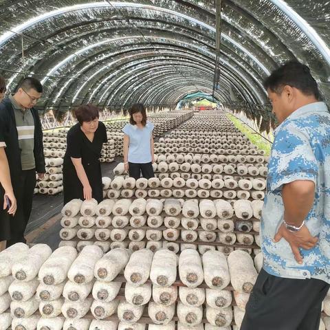 新抚区食用菌科技特派团邀请省农科院食用菌研究所专家刘俊杰团队到千金乡开展科技服务工作