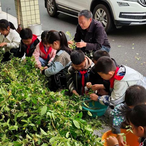 金银花里寻金银，劳动实践涨真知