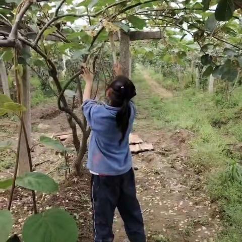 楼观镇上三清小学五一劳动实践纪实