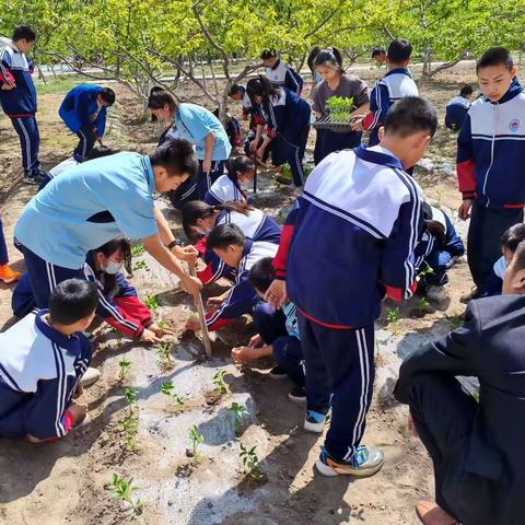 学生地间种菜忙，劳动实践乐趣多——记石嘴山市丽日中学七年级劳动实践基地之栽菜苗活动