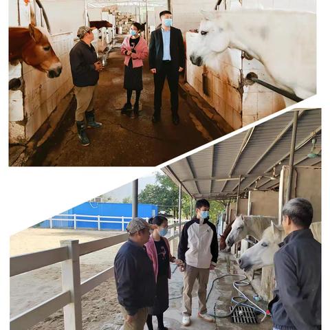 【大鹏市监】大鹏局农产品和动监科负责同志到深圳市名马轩投资发展有限公司调研