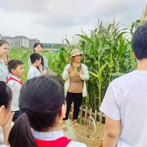 体验采摘乐趣 感悟丰收喜悦——开封市宋城小学开展劳动实践活动