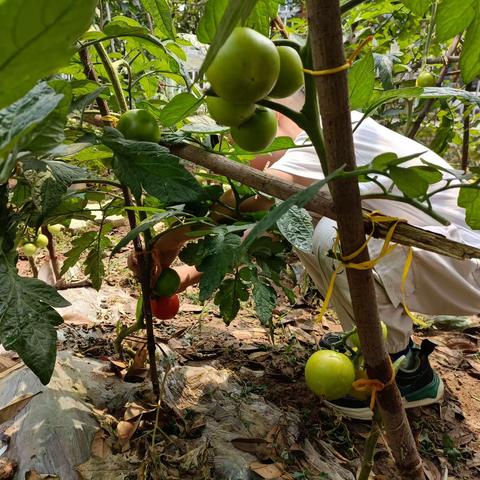 中三班种植区课程《健康领域》番茄宝宝成熟啦