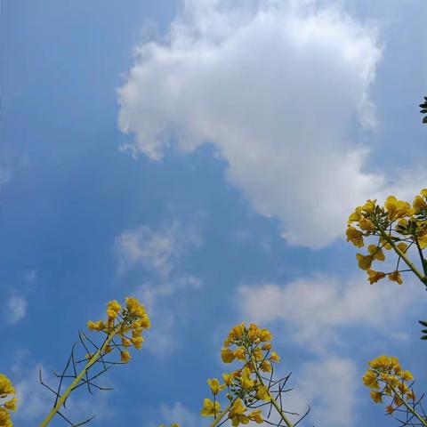 春暖花开万物苏，深耕教研正当时 ——记莲下镇小学数学青年工作室送教活动