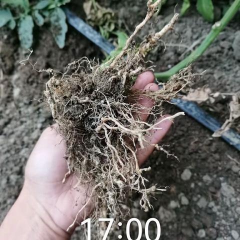 刽线在连云港西红柿上的应用