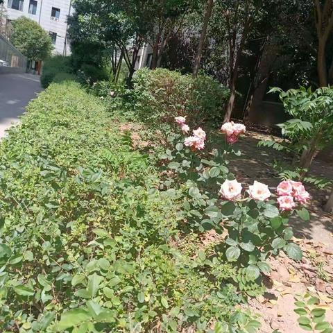 星河苑小区物业公司5月18日工作日常