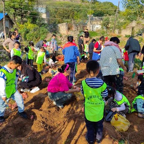 “薯”与你的秋天一一希望幼儿园寻找秋天社会实践活动