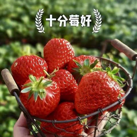 遇见小“莓”🍓好