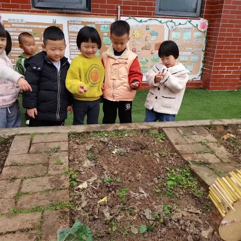 《嗨，小白菜》—蕊蕊（小三）班种植课程故事