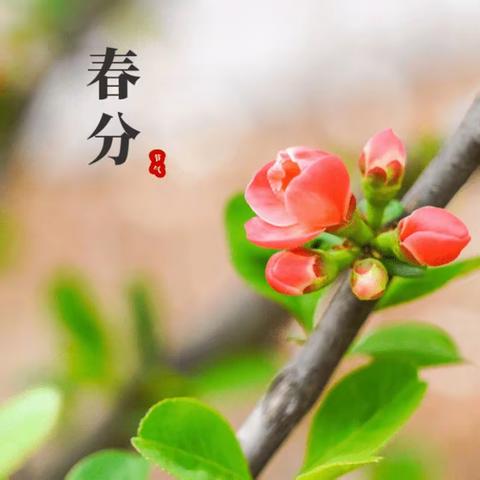 “知时节，晓春分”——宜春市经都幼儿园大班组“春分”活动